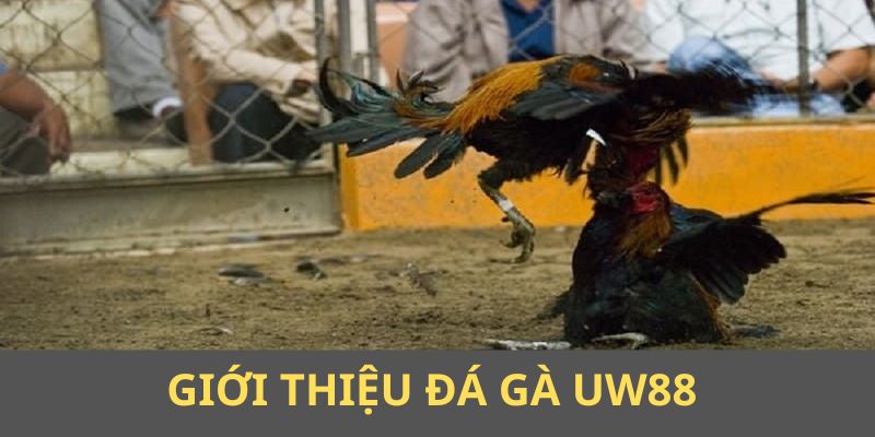 Giới thiệu Đá gà UW88